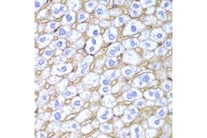 Immunohistochemistry of paraffin-embedded mouse liver using HLA-A antibody.