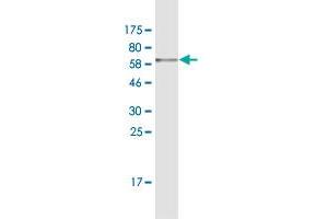 Western Blot detection against Immunogen (58.