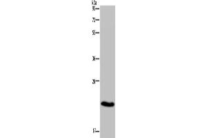 Western Blotting (WB) image for anti-CKLF-Like MARVEL Transmembrane Domain Containing 5 (CMTM5) antibody (ABIN2431399) (CMTM5 anticorps)
