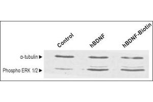 human BDNF-Biotin induces ERK1/2 MAPK phosphorylation in mouse cortical neurons as BDNF.