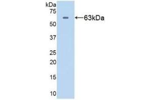 Detection of Recombinant HSPD1, Human using Polyclonal Antibody to Heat Shock Protein 60 (Hsp60) (HSPD1 anticorps  (AA 1-573))