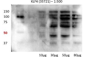 Human lung cell line (KLF4 anticorps  (N-Term))