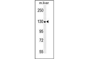 Western blot analysis in mouse liver tissue lysates (35ug/lane) using COL18A1 Antibody (Center) Cat. (COL18A1 anticorps  (Chain alpha 1, Middle Region))