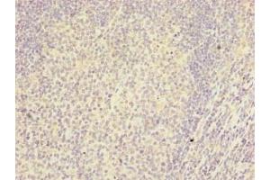 Immunohistochemistry of paraffin-embedded human tonsil tissue using ABIN7167042 at dilution of 1:100 (RTDR1 anticorps  (AA 1-230))