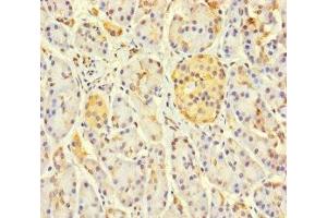 Immunohistochemistry of paraffin-embedded human pancreatic tissue using ABIN7158841 at dilution of 1:100