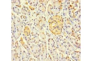 Immunohistochemistry of paraffin-embedded human pancreatic tissue using ABIN7158841 at dilution of 1:100 (LOXL3 anticorps  (AA 401-608))
