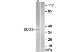 Western blot analysis of extracts from Jurkat cells, using EDG3 Antibody. (S1PR3 anticorps  (AA 1-50))