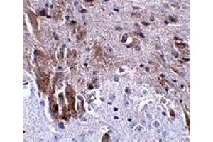 Immunohistochemistry of LRFN1 in mouse brain tissue with LRFN1 polyclonal antibody  at 2.