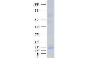 Validation with Western Blot