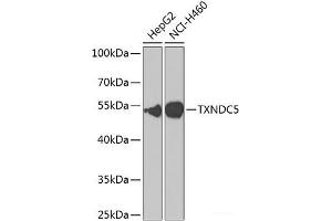 Western blot analysis of extracts of various cell lines using TXNDC5 Polyclonal Antibody at dilution of 1:1000. (TXNDC5 anticorps)
