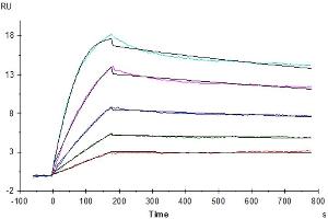 Human IL-2 R beta&IL-2 R gamma, hFc Tag captured on CM5 Chip via Protein A can bind Human IL-15, No Tag with an affinity constant of 0. (IL-15 Protein (AA 49-162))