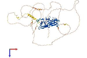 AlphaFold protein structure predicition of Mouse Recombinant Tbx15 Protein, UniprotID O70306