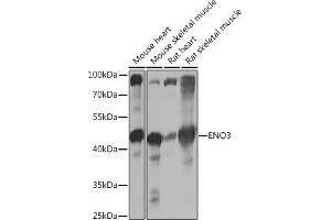 Western blot analysis of extracts of various cell lines, using ENO3 Rabbit pAb (ABIN7266960) at 1:1000 dilution. (ENO3 anticorps  (AA 1-190))