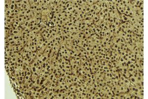 ABIN6273711 at 1/100 staining Mouse liver tissue by IHC-P.