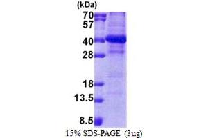 SDS-PAGE (SDS) image for NSL1, MIND Kinetochore Complex Component, Homolog (NSL1) (AA 1-281) protein (His tag) (ABIN5853096)