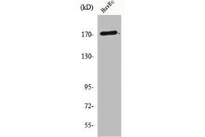 Western Blot analysis of K562 cells using COL5A3 Polyclonal Antibody (COL5A3 anticorps  (N-Term))