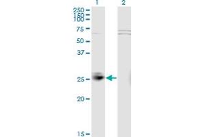 Western Blot analysis of MSRA expression in transfected 293T cell line by MSRA monoclonal antibody (M01), clone 3C11.