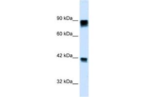 Western Blotting (WB) image for anti-Retinoblastoma 1 (RB1) antibody (ABIN2460672) (Retinoblastoma 1 anticorps)