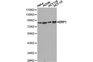 Western Blotting (WB) image for anti-Dynamin 1-Like (DNM1L) antibody (ABIN1872318) (Dynamin 1-Like anticorps)