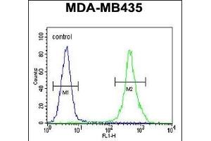 ZEB2 Antibody (C-term) (ABIN656023 and ABIN2845398) flow cytometric analysis of MDA-M cells (right histogram) compared to a negative control cell (left histogram).