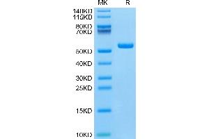 Interferon, alpha 1 (IFNA1) (AA 24-189) protein (Fc Tag)