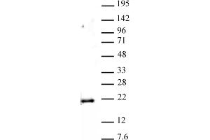 Histone H3 monomethyl Lys79 antibody (pAb) tested by Western blot. (Histone 3 anticorps  (meLys79))
