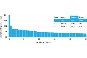 Analysis of Protein Array containing more than 19,000 full-length human proteins using Lactoylglutathione Lyase Monoclonal Antibody (CPTC-GLO1-1).