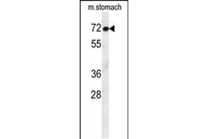 Western blot analysis in mouse stomach tissue lysates (35ug/lane). (ATF7IP2 anticorps  (AA 318-347))