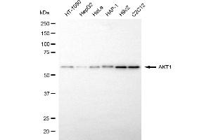 Western blotting analysis using AKT1 antibody (ABIN7800782).