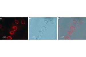 Expression of mGluR7 in rat PC12 cells - Cell surface detection of mGluR7 in live intact rat pheochromocytoma PC12 cells.