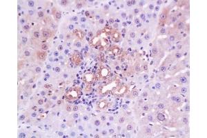 Formalin-fixed and paraffin embedded rabbit cartilage tissue with Anti-Collagen IV Polyclonal Antibody, Unconjugated  at 1:200, followed by conjugation to the secondary antibody and DAB staining
