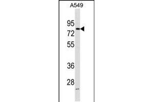 Western blot analysis in A549 cell line lysates (35ug/lane). (FRMD3 anticorps  (AA 250-279))