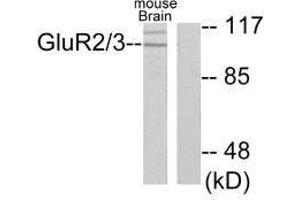 Western blot analysis of extracts from mouse brain, using GluR2/3 antibody. (Metabotropic Glutamate Receptor 3 anticorps)