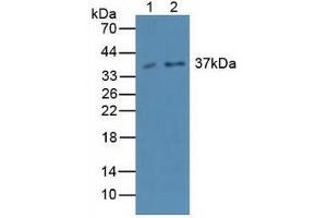 Figure. (Caspase 4 anticorps  (AA 290-377))
