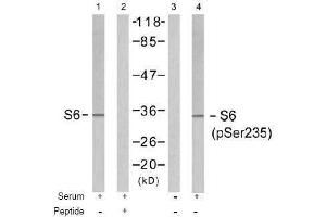 Image no. 1 for anti-Ribosomal Protein S6 (RPS6) (pSer235) antibody (ABIN196982) (RPS6 anticorps  (pSer235))