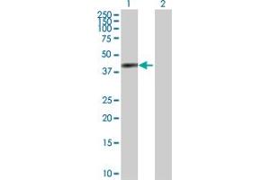 Western Blot analysis of ANXA2 expression in transfected 293T cell line by ANXA2 MaxPab polyclonal antibody.