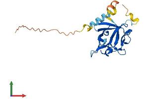 AlphaFold protein structure predicition of Mouse Recombinant Fgf16 Protein, UniprotID Q9ESL8