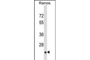 BRI3BP Antibody (Center) (ABIN1537897 and ABIN2849439) western blot analysis in Ramos cell line lysates (35 μg/lane). (BRI3BP anticorps  (AA 157-183))