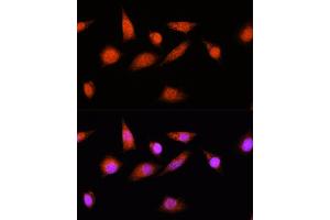 Immunofluorescence analysis of L929 cells using COPS8 Rabbit pAb (ABIN6130122, ABIN6138889, ABIN6138890 and ABIN6216486) at dilution of 1:100.