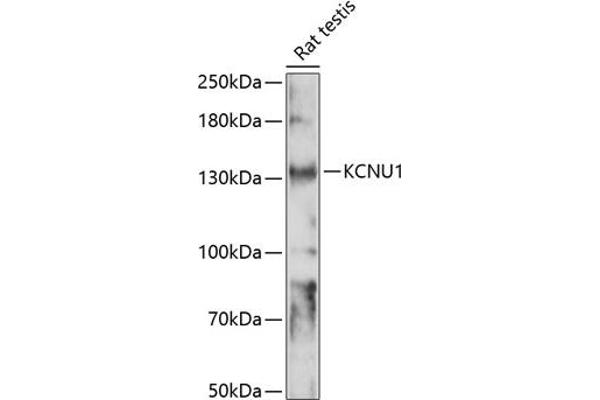 KCNU1 anticorps  (AA 920-1149)