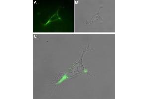 Expression of TRPV1 in rat PC12 cells - Cell surface detection of TRPV1 in intact living Pheochromocytoma (PC12) cells.