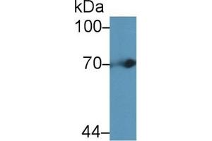 Detection of tPA in Mouse Liver lysate using Polyclonal Antibody to Tissue Plasminogen Activator (tPA) (PLAT anticorps  (AA 359-532))