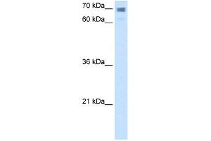 WB Suggested Anti-CLGN Antibody Titration:  2. (Calmegin anticorps  (N-Term))