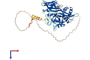 AlphaFold protein structure predicition of Mouse Recombinant Nmt1 Protein, UniprotID O70310