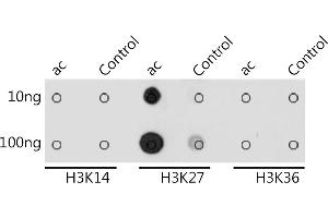 Dot-blot analysis of all sorts of peptides using Acetyl-Histone H3-K27 antibody (ABIN7267738) at 1:1000 dilution. (Histone H4 anticorps  (H3K27))