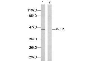 Western blot analysis of extracts from HeLa cells using c-Jun (Ab-239) antibody (E021024). (C-JUN anticorps)
