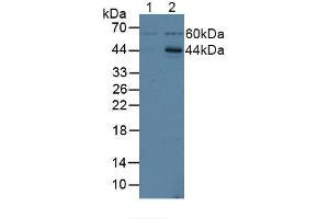 Figure. (ICAM2 anticorps  (AA 29-247))