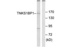 Western blot analysis of extracts from 293 cells, using TNKS1BP1 Antibody. (TNKS1BP1 anticorps  (AA 1601-1650))