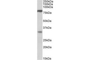 Antibody (1µg/ml) staining of Human Duodenum lysate (35µg protein in RIPA buffer). (CLCA1 anticorps  (Internal Region))