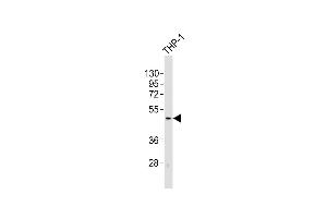 Anti-TACR1 Antibody (C-term)at 1:2000 dilution + THP-1 whole cell lysates Lysates/proteins at 20 μg per lane. (TACR1 anticorps  (C-Term))